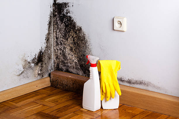 Best Toxic Mold Removal  in Langhorne Manor, PA