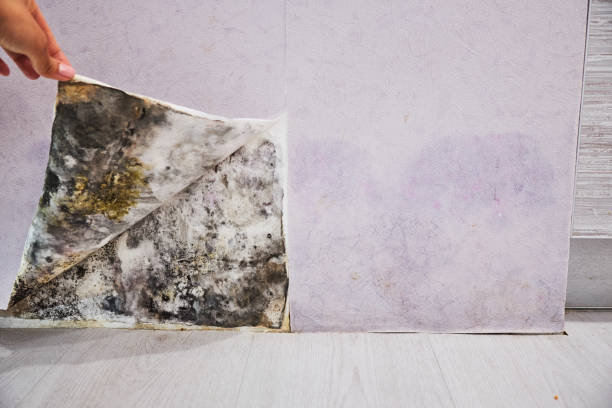 Best Mold Testing  in Langhorne Manor, PA